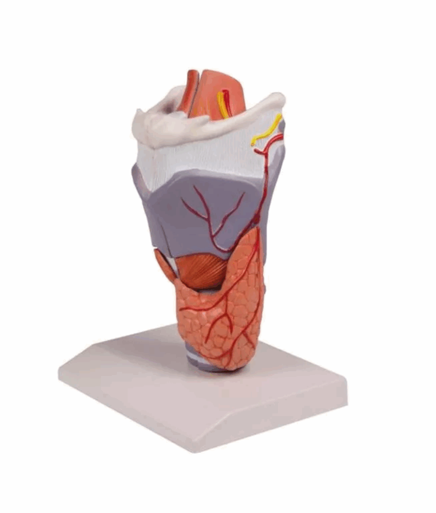 Alternative view of Modelo Anatômico de Laringe Ampliado 2x – 5 Partes