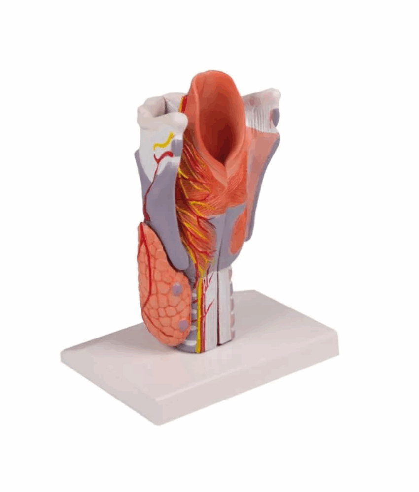 Modelo Anatômico de Laringe Ampliado 2x – 5 Partes