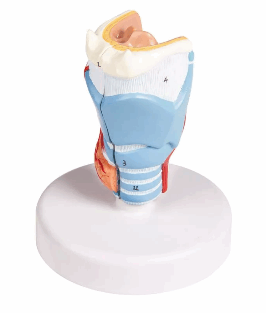 Alternative view of Modelo Anatômico de Laringe em Tamanho Real – 2 Partes