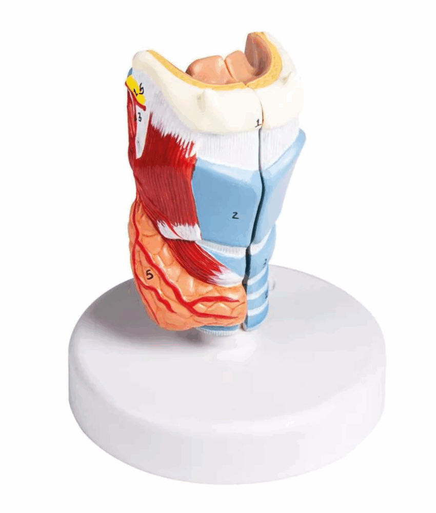 Modelo Anatômico de Laringe em Tamanho Real – 2 Partes