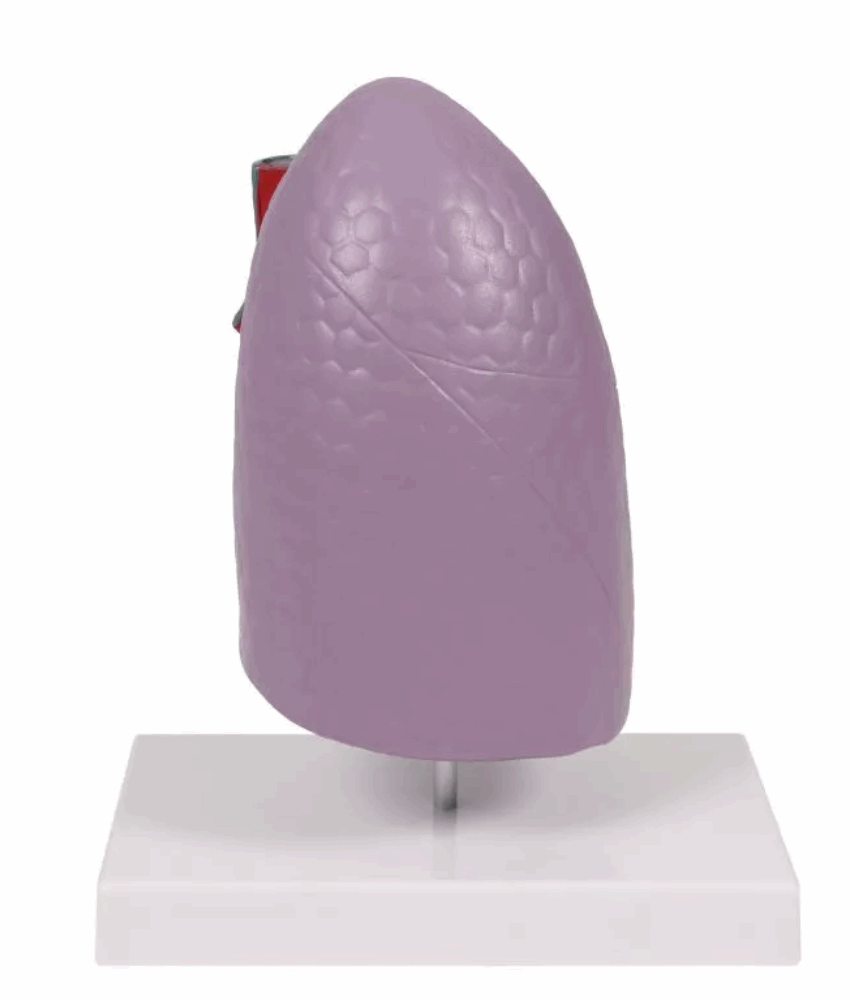 Alternative view of Modelo Anatômico de Meio Pulmão em Tamanho Real com Realidade Aumentada