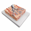 Modelo Anatômico de Lóbulo Pulmonar
