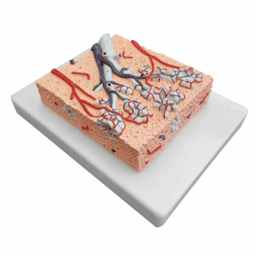 Modelo Anatômico de Lóbulo Pulmonar