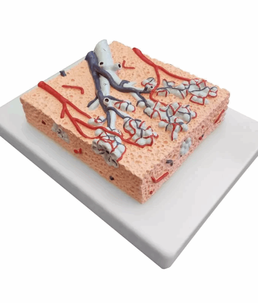 Modelo Anatômico de Lóbulo Pulmonar