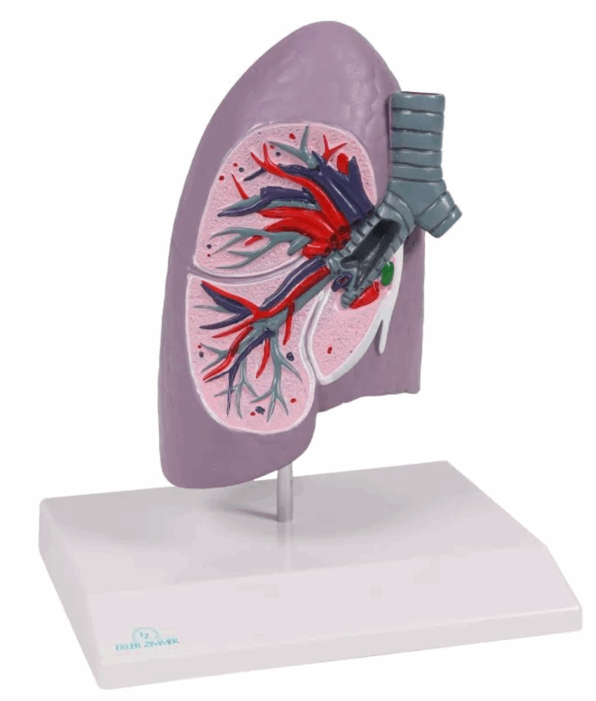 Modelo Anatômico de Meio Pulmão em Tamanho Real com Realidade Aumentada