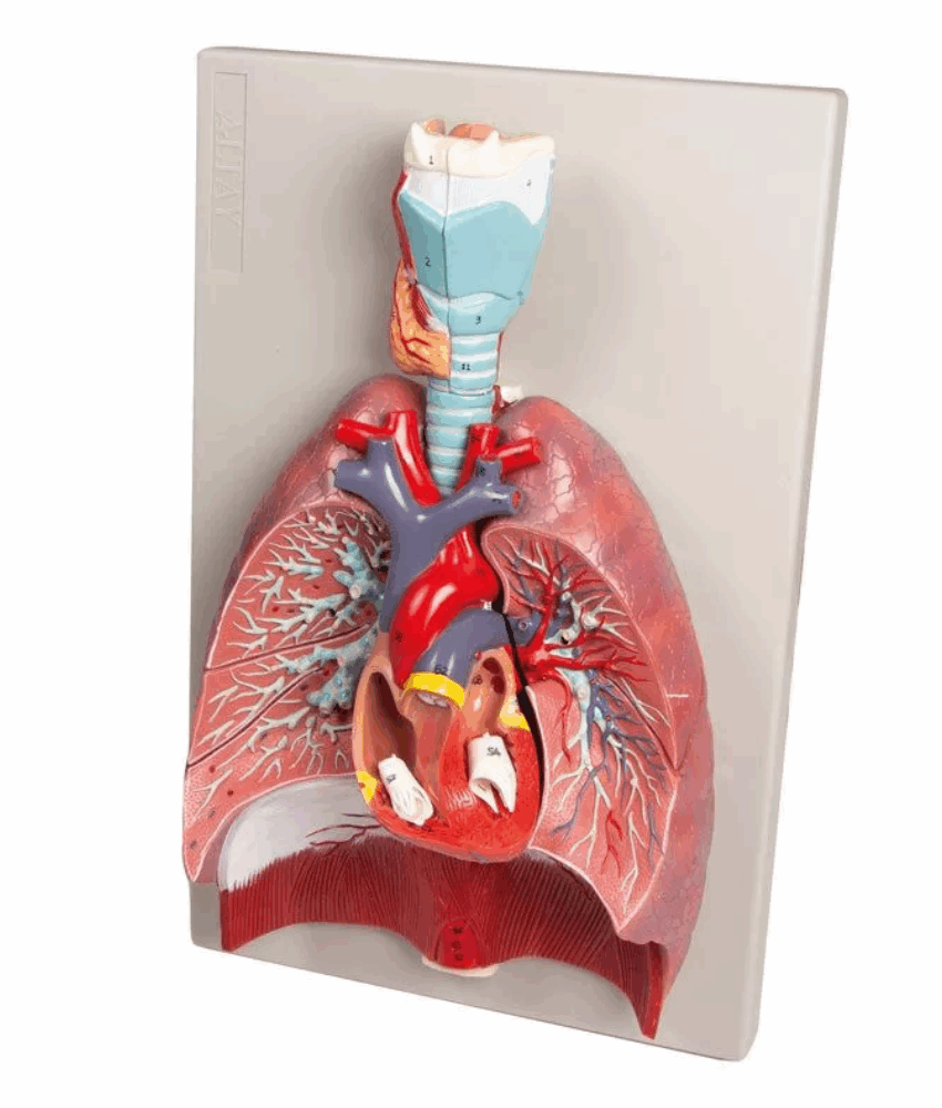 Alternative view of Modelo Anatômico de Pulmões, Coração e Faringe – 7 Partes