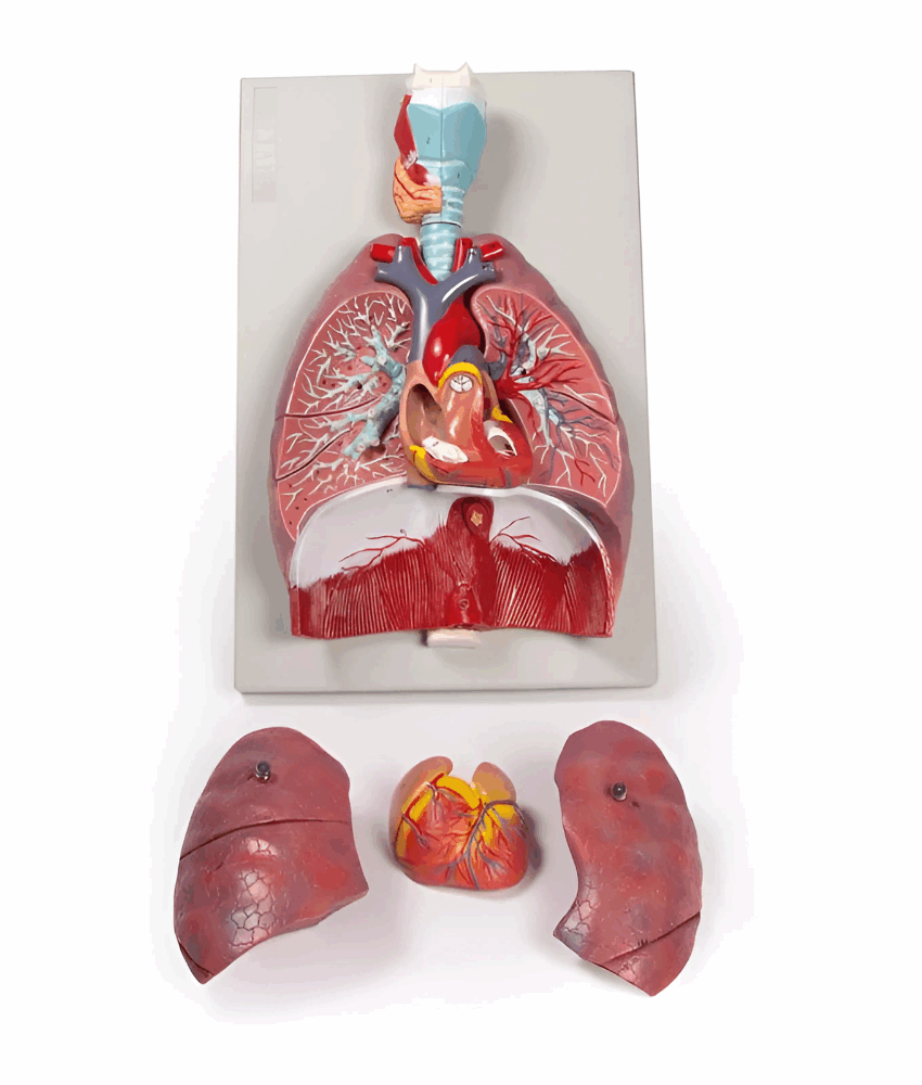 Modelo Anatômico de Pulmões, Coração e Faringe – 7 Partes