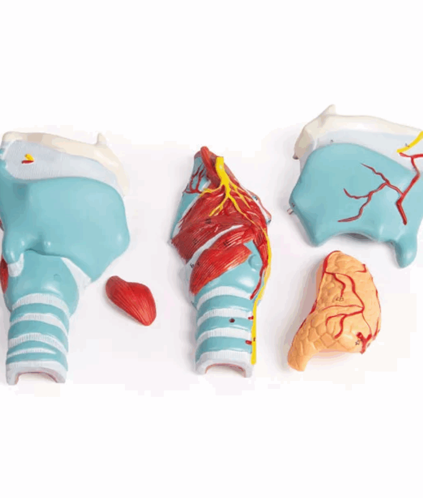 Alternative view of Modelo Anatômico de Laringe Ampliado 2x – 5 Partes