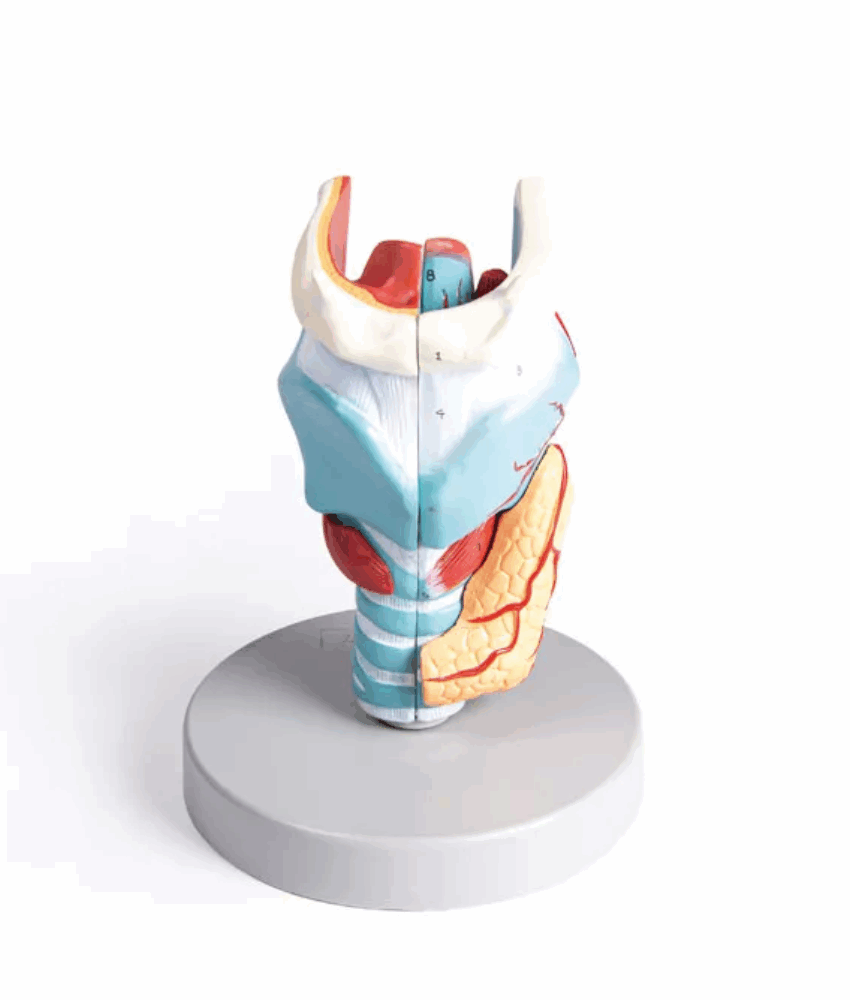 Modelo Anatômico de Laringe Ampliado 2x – 5 Partes