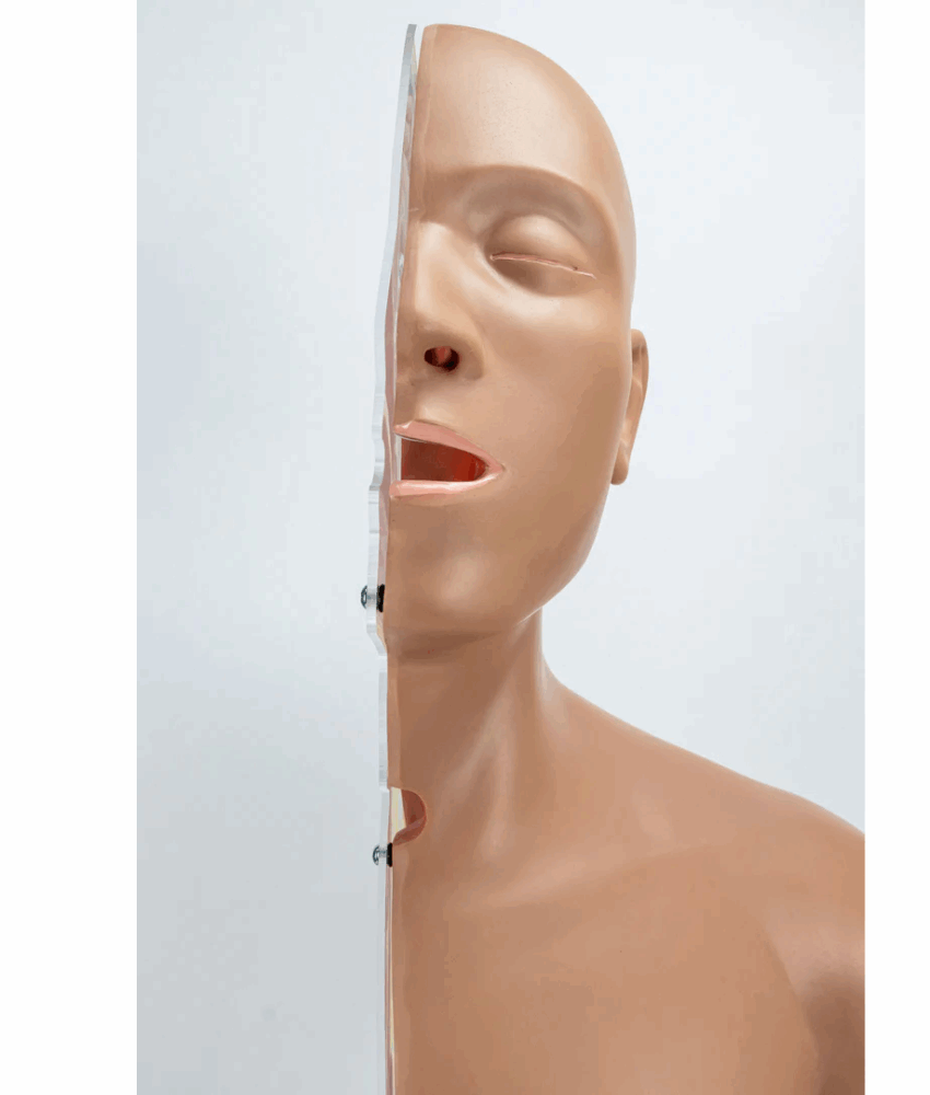 Alternative view of Modelo de Torso para Treinamento de Sonda Nasogástrica